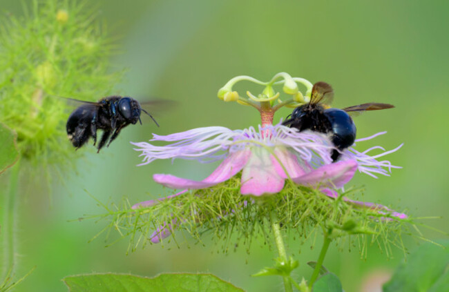 southern-carpenter-bee-xylocopa-micans-female-approaching-flower-of-scarletfruit-passionflower-p-foetida-where-another-female-is-feeding-texas
