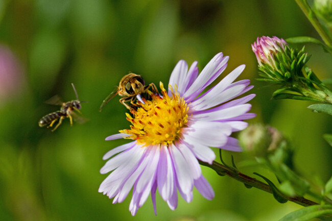 bees-and-hover-flies