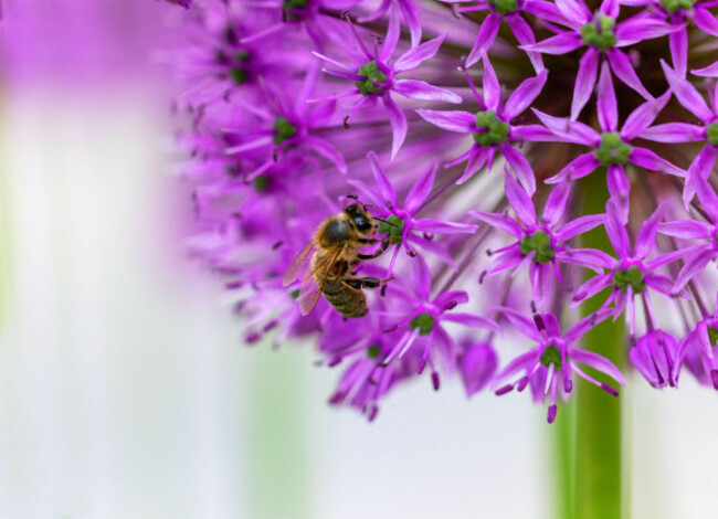 honeybee-or-bee-feeding-on-purple-allium-flower-in-garden-during-summer-pollination-season-macro-closeup-dublin-ireland