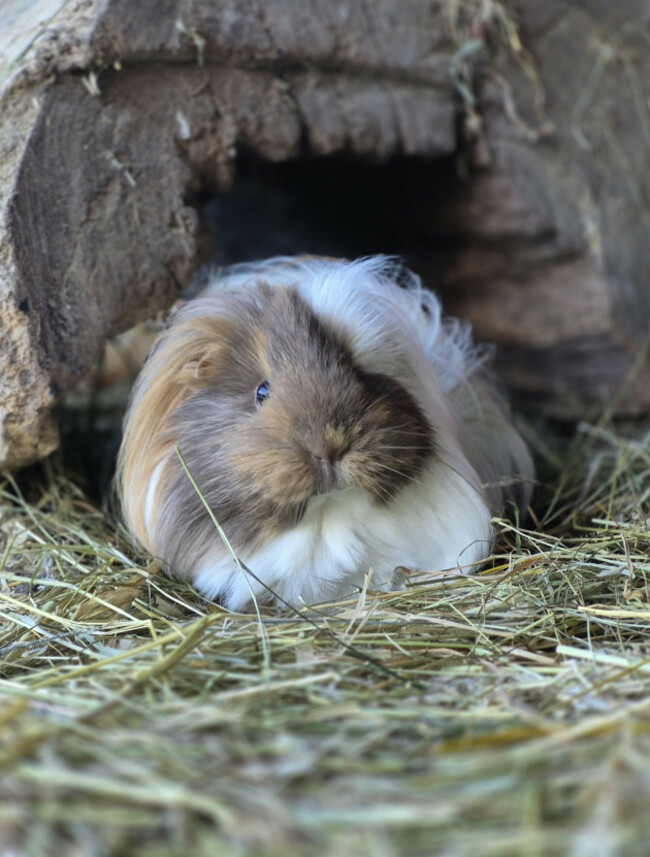 Fiona the Guinea Pig