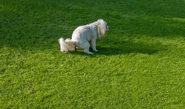 dog-doing-a-shit