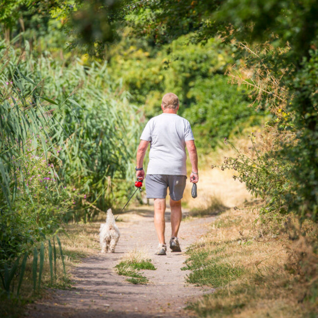 rear-view-of-man-in-shorts-walking-his-pet-dog-on-a-lead-along-a-rural-uk-countryside-path-carrying-a-bag-of-dog-poo-in-a-black-bag-to-take-home