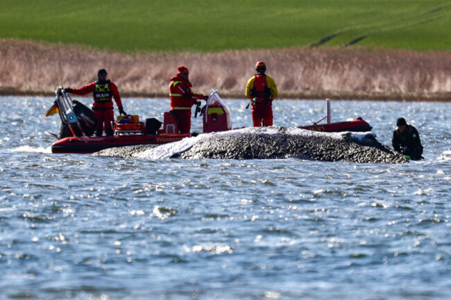 wirtschaft-walrettung-timmy-21-04-2026-walrettung-timmy-v-l-rettungsteam-bei-timmy-hope-insel-poel-mecklenburg-vorpommern-deutschland-deu-economy-whale-rescue-timmy-21-04-2026-whale-rescue-t