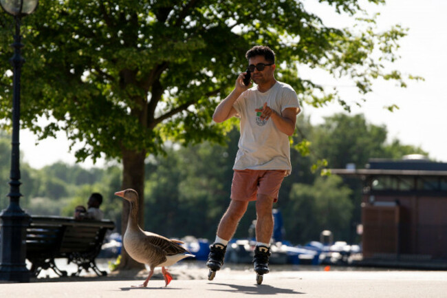 a-man-rollerblades-past-an-egyptian-goose-during-the-hot-weather-in-hyde-park-london-the-record-for-the-hottest-may-day-has-been-broken-again-with-provisional-temperatures-reaching-35c-the-met-off