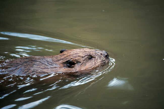 close-up-of-eurasian-european-beaver-castor-fiber-swimming-in-lake