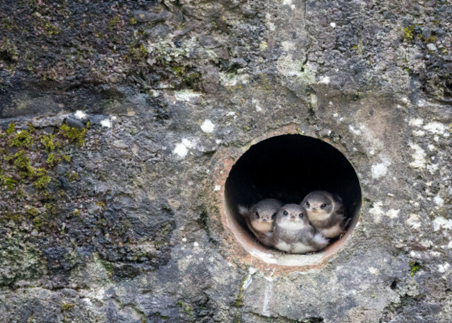 blackpool-cork-ireland-08th-june-2026-baby-sand-martin-chicks-peer-out-from-their-snug-nest-inside-a-riverside-pipe-eagerly-waiting-for-their-mother-to-swoop-back-with-food-along-the-blackpool-r