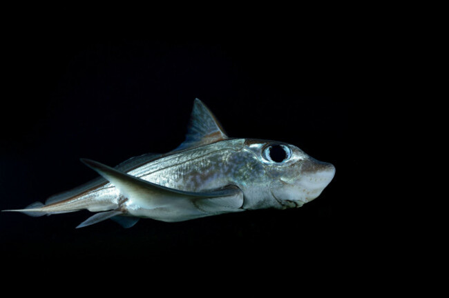 ratfish-ghost-shark-chimaera-monstrosa-in-fjord-trondheimsfjord-trondheimsfjorden-norway-chimare-chimaera-monstrosaseekatzen-seedrachen