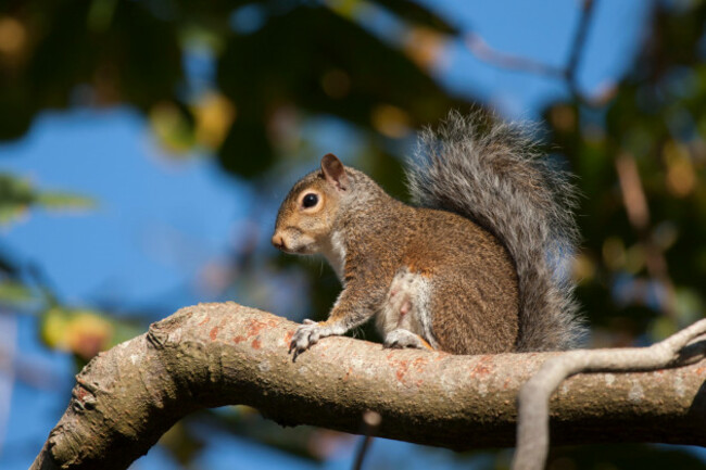 grey-squirrel-sciurus-carolinensis-sitting-up-high-on-a-tree-branch-tipperary-ireland