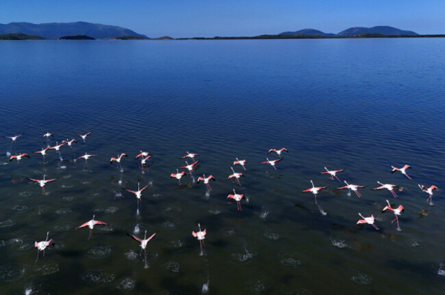flamingos-are-pictured-over-narta-lagoon-area-western-albania-saturday-june-6-2026-where-a-massive-coastal-development-project-linked-to-jared-kushner-is-facing-resistance-over-concerns-about-env