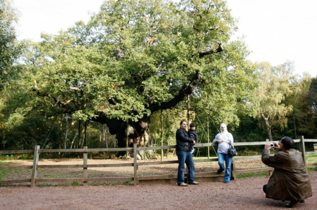 sherwood-forest-visitors-to-the-major-oak-a-pendunculate-oak-quercus-robur-arguably-the-most-famous-tree-in-the-world-alleg