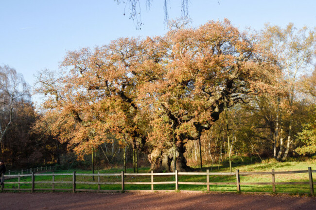 sherwood-forest-home-of-major-oak-and-new-visitor-centre-uk