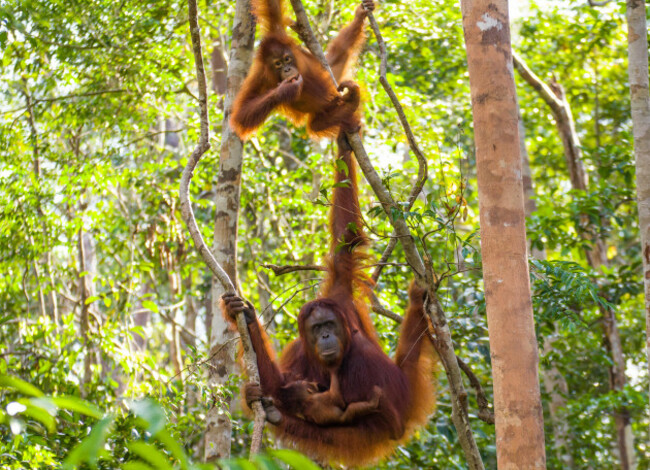 an-orangutan-family-in-the-jungle-of-kalimantan-borneo