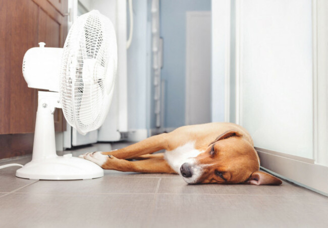 dog-lying-in-front-of-fan-on-kitchen-floor-during-summer-heat-cute-puppy-dog-stretched-out-on-cool-tiles-keeping-cat-dogs-and-pets-cool-in-summer-o