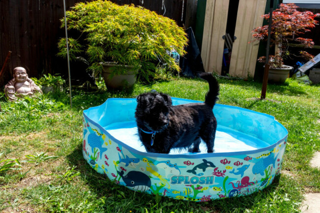 black-labradoodle-cools-off-in-a-paddling-pool