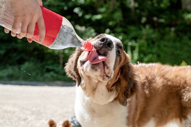 pet-care-thirsty-st-bernard-dog-drinking-from-plastic-bottle-showing-tongue-outdoors-in-hot-summer-day-water-splashes-and-sprays