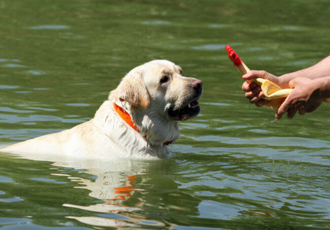 the-yellow-labrador-retriever-in-summer-swimming-in-the-lake