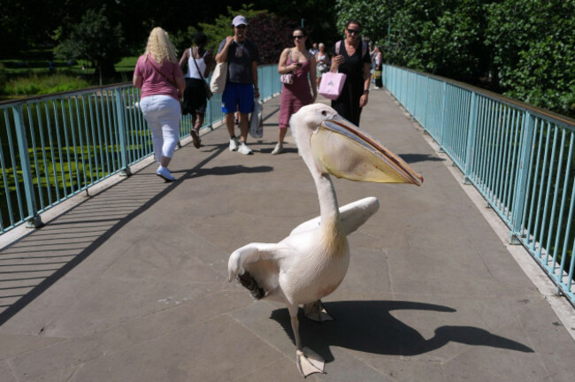 a-pelican-walks-with-pedestrians-over-a-bridge-on-a-hot-summer-day-in-st-jamess-park-in-london-tuesday-june-23-2026-ap-photoalastair-grant