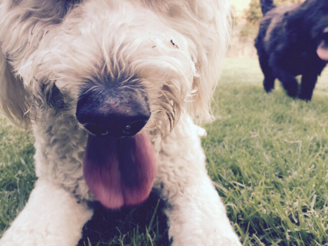 two-labradoodle-dogs-panting