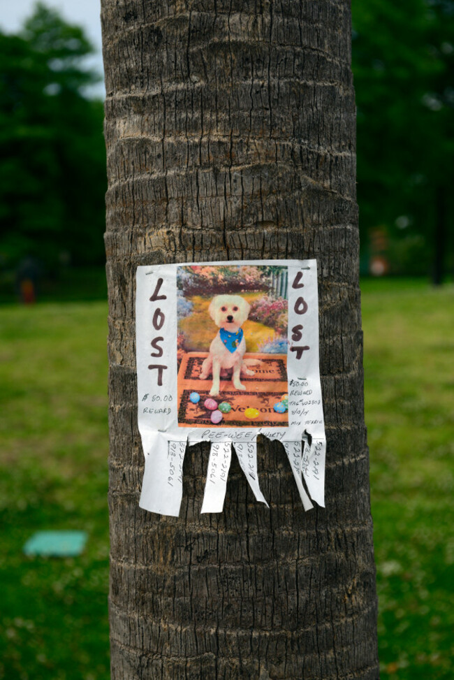 lost-dog-sign-posted-pasted-to-tree-trunk-phone-numbers-contact-details-help-assist-miss-missing-pet-animal-care-help-rm-usa
