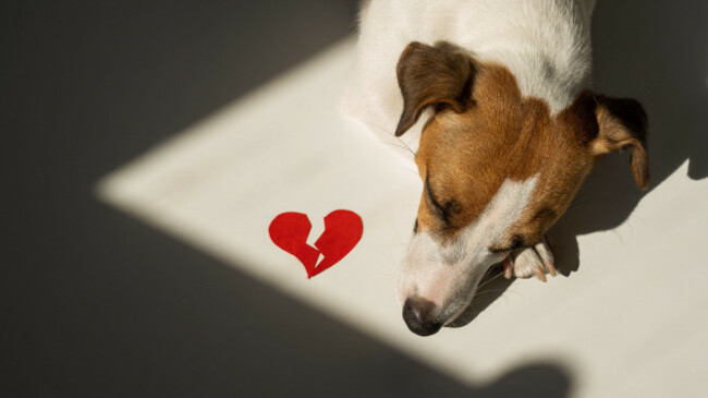 jack-russell-terrier-dog-lies-next-to-a-broken-heart