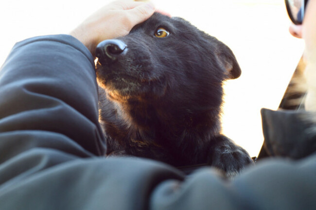 dogs-farewell-to-owner-through-car-window