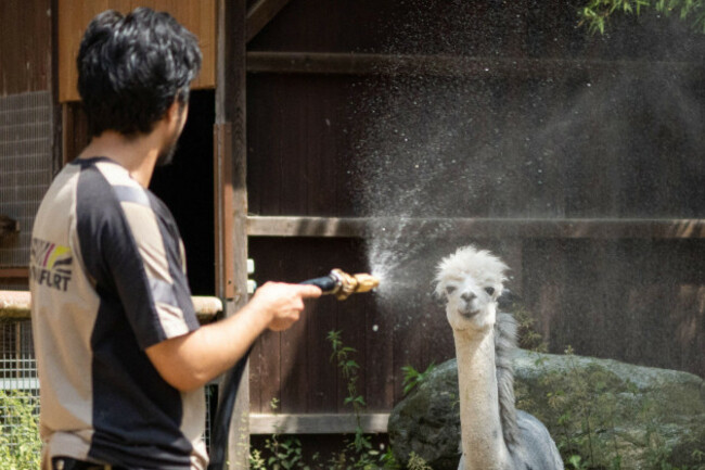 frankfurt-hesse-germany-23rd-june-2026-a-frankfurt-zoo-worker-sprays-alpacas-with-water-during-a-severe-heatwave-in-germany-credit-image-matias-basualdozuma-press-wire-editorial-usage