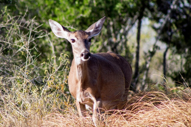 white-tailed-deer-odocoileus-virginianus-santa-clara-ranch-mccook-texas-usa