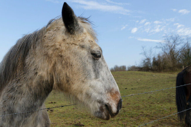 ris-orangis-france-21th-feb-2021-horses-of-the-ecuries-de-trousseau-on-21th-february-2021-located-along-the-national-7-at-ris-orangis-france