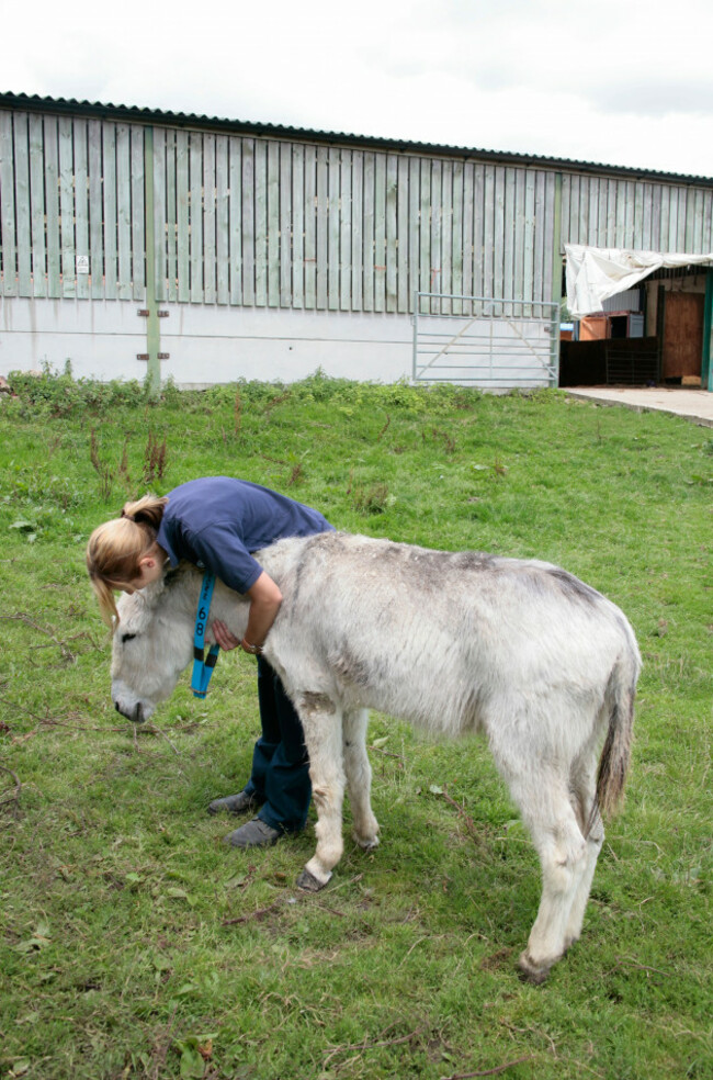 rescue-donkey-receiving-a-cuddle-from-young-woman-at-a-donkey-sanctuary-in-surrey-england-uk