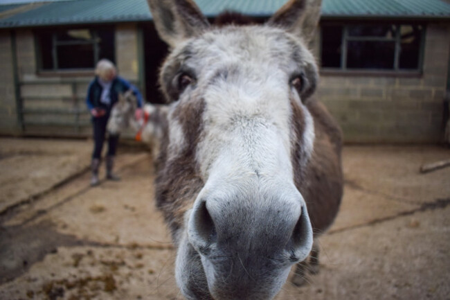 donkey-close-up