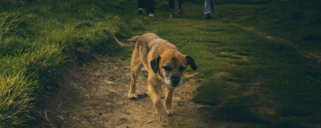 a-little-pup-wallops-towards-the-camera-ireland-october-2016