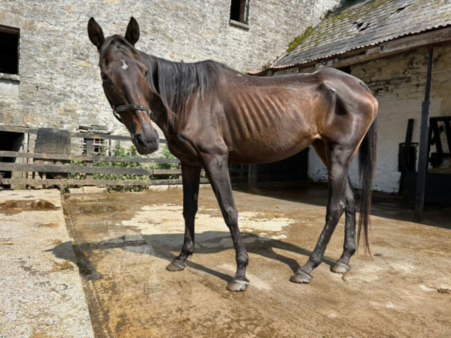 MyLovelyHorse3