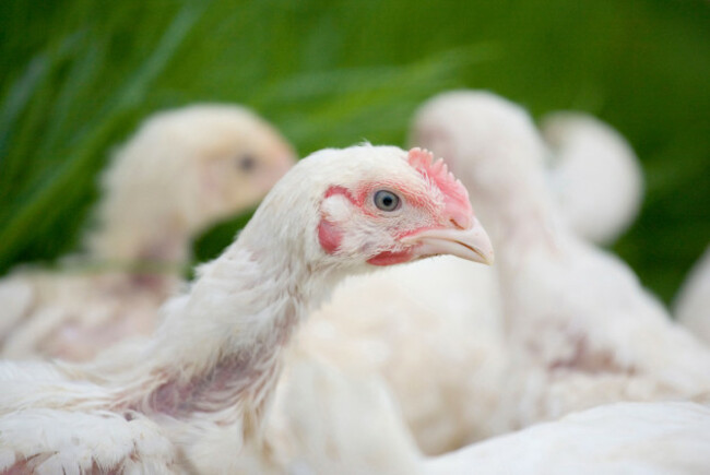 sasso-chickens-native-chickens-of-france-on-a-farm-in-worcestershire