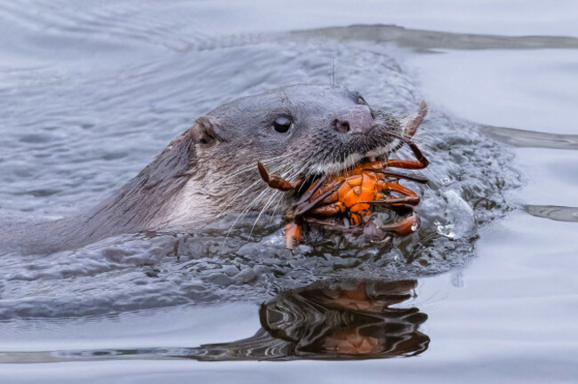Overall Winner and 1st Place Wildlife and the Coast Chris Martin_A Bit of a Pinch_Cork City