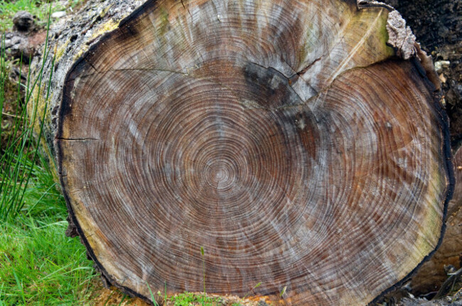 tree-rings