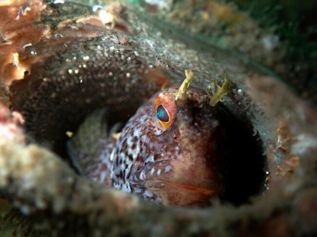 1st Place - Underwater. Eabha Hughes_World's Best Dad_Hook Head Co. Wexford