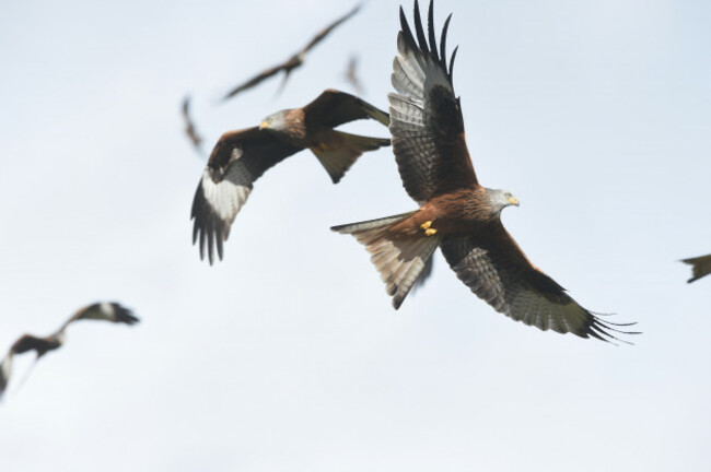 red-kite-in-rhayader-mid-wales-huw-evans