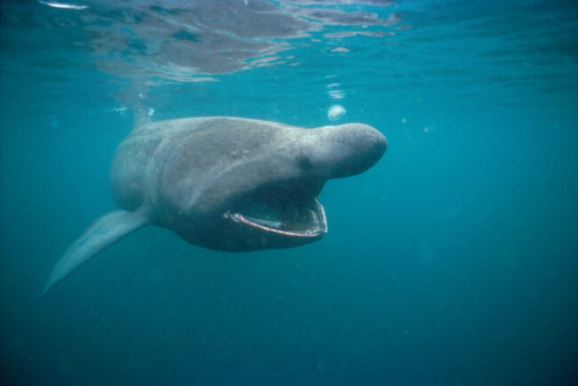 basking-shark-filter-feeding-on-plankton