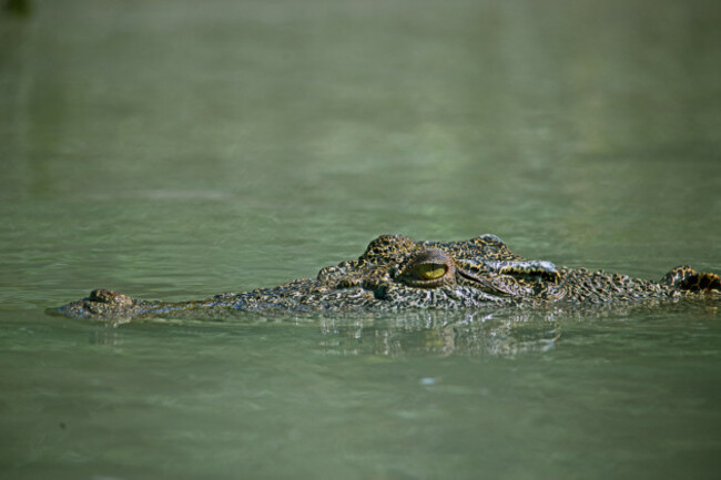 saltwater-crocodile-estuarine-crocodile-or-indo-pacific-crocodile-crocodylus-porosus-hunter-river-kimberley-australia