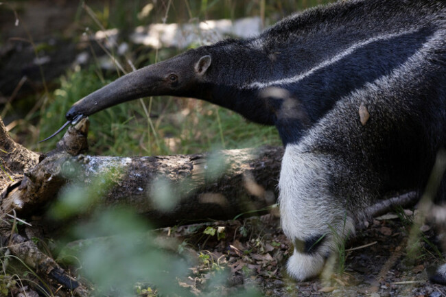 REPRO_FREE_Dublin_Zoo_Anteater_06
