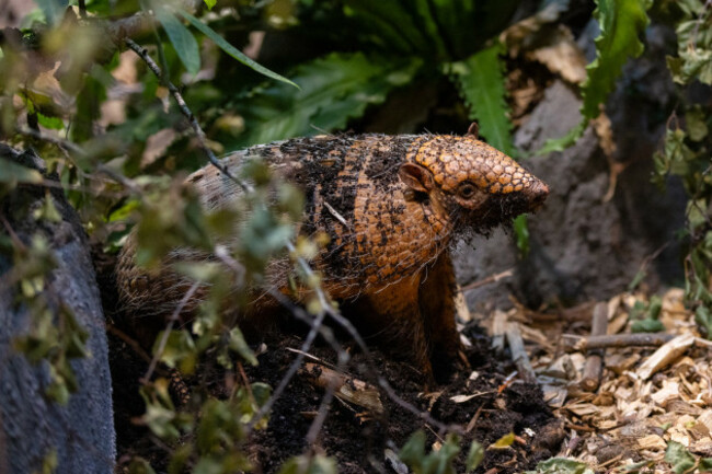 REPRO_FREE_Dublin_Zoo_Armadillo_05