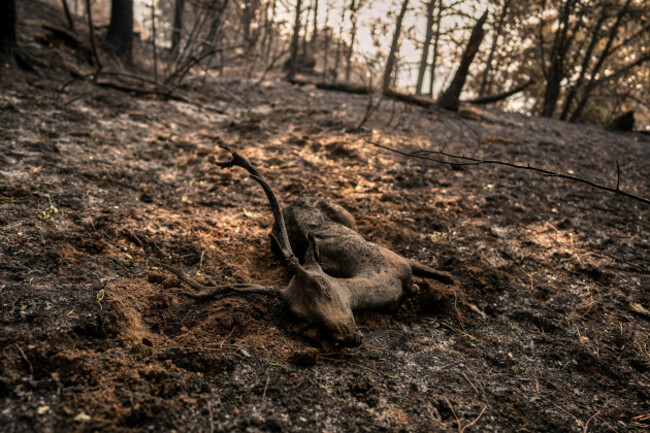 the-charred-body-of-a-deer-lies-in-a-forest-scorched-by-a-wildfire-near-casavieja-avila-province-spain-wednesday-july-29-2026-ap-photoolmo-calvo