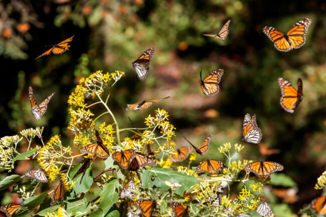 mexico-michoacan-state-angangueo-unesco-world-heritage-monarch-butterfly-biosphere-reserve-el-rosario-monarch-butterflies-danaus-plexippus