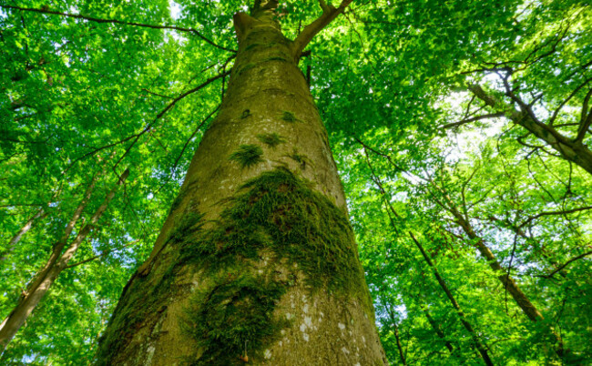 templin-gollin-germany-03rd-aug-2026-the-massive-moss-covered-trunk-of-an-old-european-beech-fagus-sylvatica-rises-steeply-into-a-dense-vividly-green-canopy-of-countless-leaves-this-dense-can