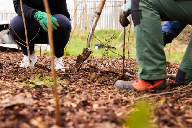 Pocket Forests planting picture