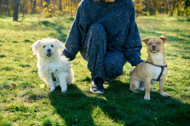 woman-training-her-two-dogs-in-park-walking-pet-behavior-concept-teaching-sit-command