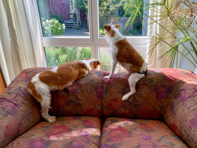 two-kromfohrlander-dogs-lounge-around-on-their-dog-sofa-and-look-out-of-the-window