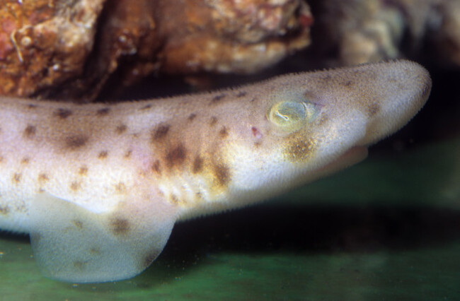 young-coral-cat-shark-atelomycterus-marmoratus