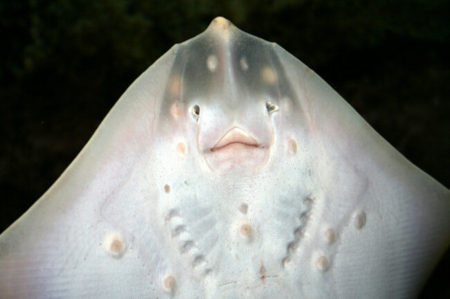 underside-of-thornback-ray-raja-clavata-or-thornback-skate