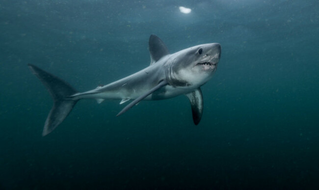porbeagle-shark-lamna-nasus-hunting-on-the-surface-off-the-coast-of-brittany-france
